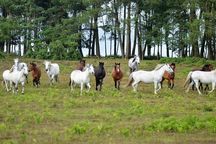 New Forest Ponies